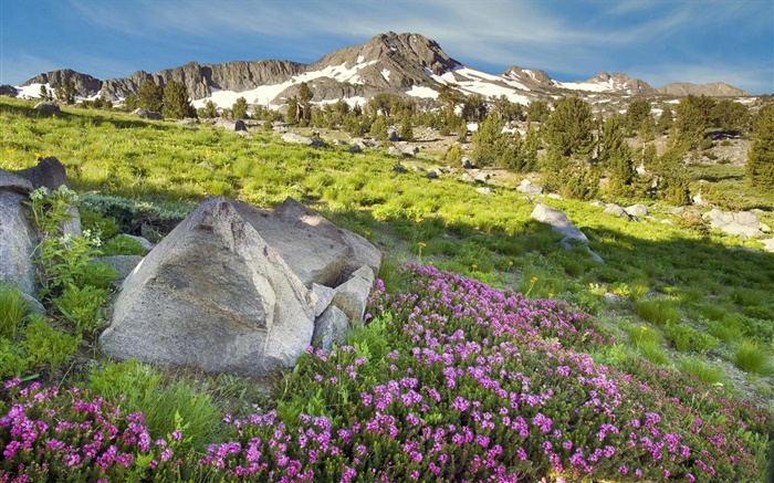 Склон, горы, трава, цветы, природа обои,s изображение