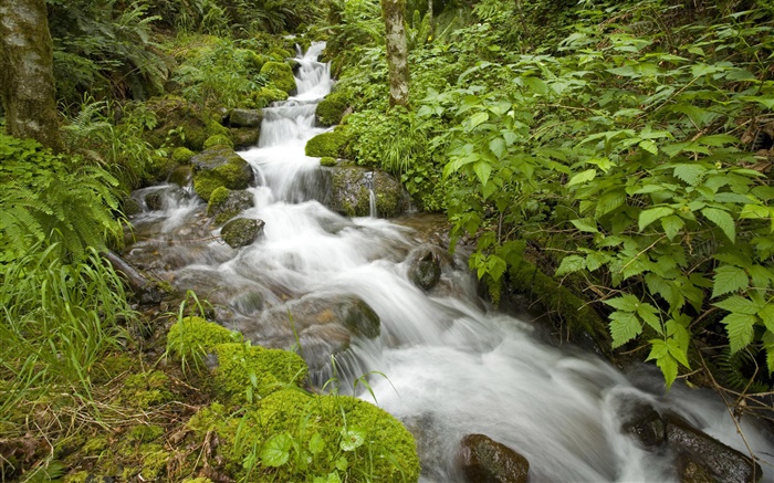 Весенний ручей, куст, штат Орегон, США обои,s изображение