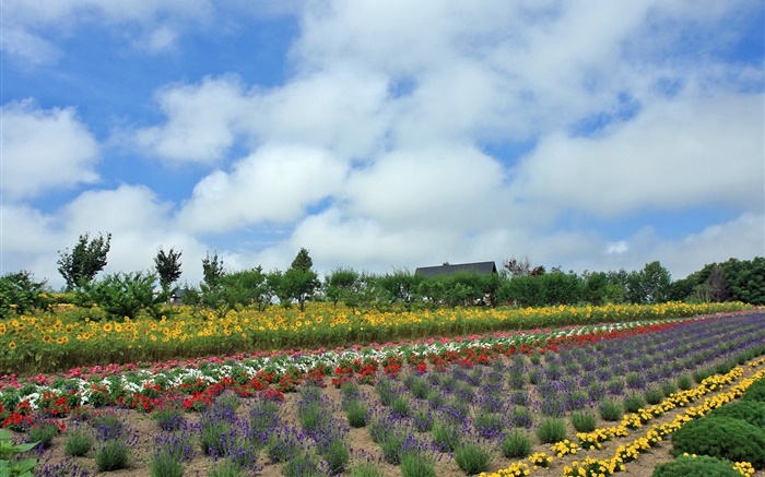 Летний полевой цветок, облако, Хоккайдо, Япония обои,s изображение