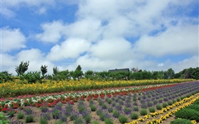 Летний полевой цветок, облако, Хоккайдо, Япония HD обои