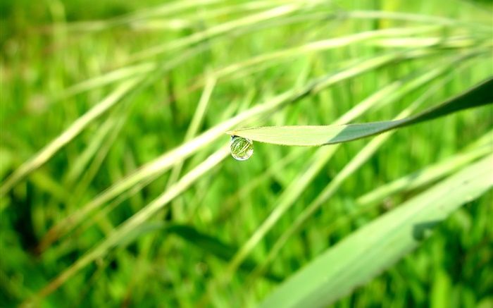 Летний зеленый, трава, роса, боке обои,s изображение
