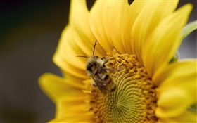 Подсолнечник, пчела крупным планом