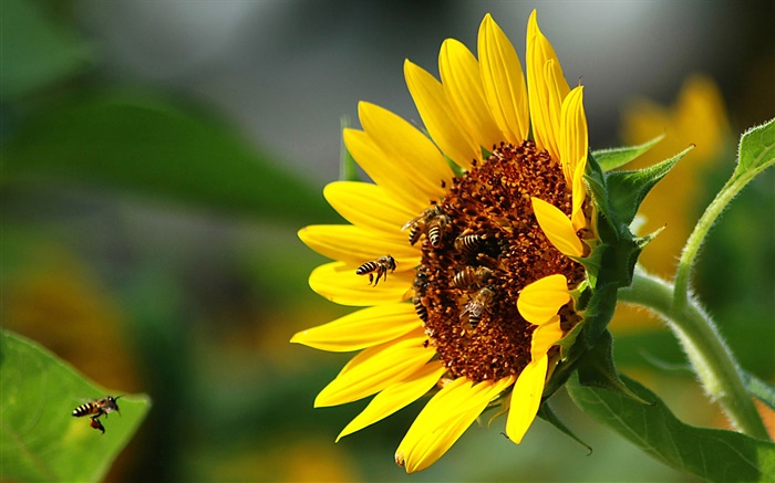 Подсолнечник, пчела, насекомое обои,s изображение