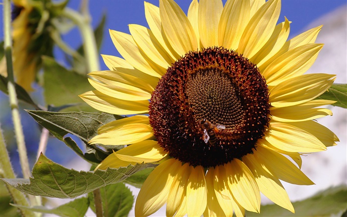 Подсолнечник, желтые лепестки, пестик, пчела, насекомое обои,s изображение