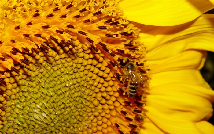 Подсолнечник, желтые лепестки, пестик, пчела обои,s изображение