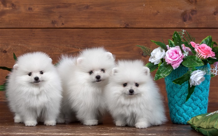 Три белых щенков, розовые цветы обои,s изображение