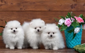 Три белых щенков, розовые цветы