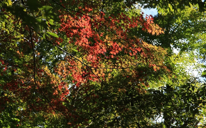 Деревья, листья клена, зеленый и красный, солнечный свет, осень обои,s изображение
