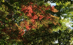 Деревья, листья клена, зеленый и красный, солнечный свет, осень