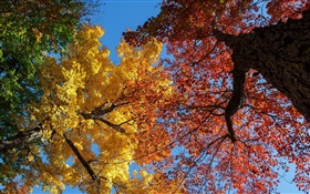 Деревья, желтые и красные листья, осень HD обои