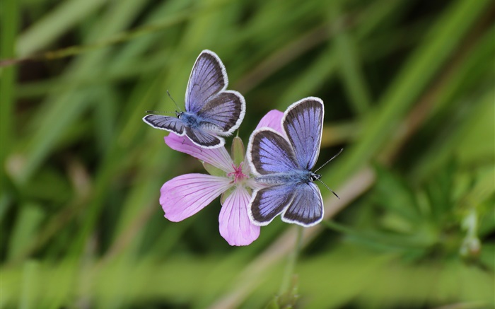 Две бабочки, трава, цветы, боке обои,s изображение