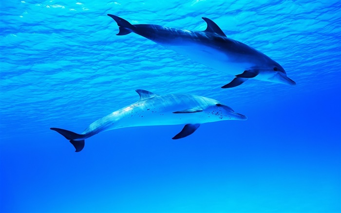 Два дельфина, подводный, море, океан обои,s изображение