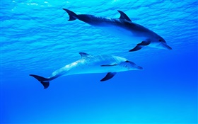 Два дельфина, подводный, море, океан HD обои
