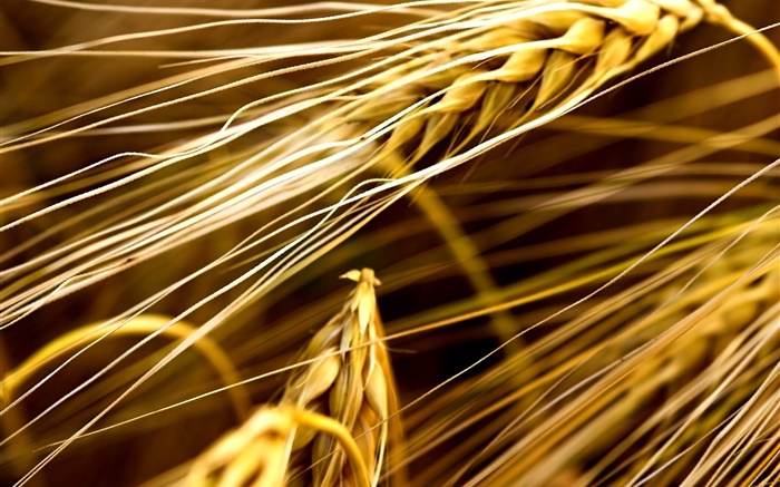 Пшеница крупным планом обои,s изображение
