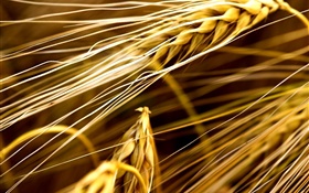 Пшеница крупным планом HD обои