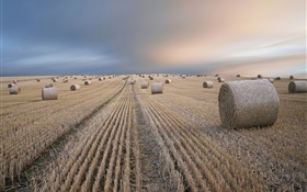 Пшеничное поле, сено, лето, закат HD обои