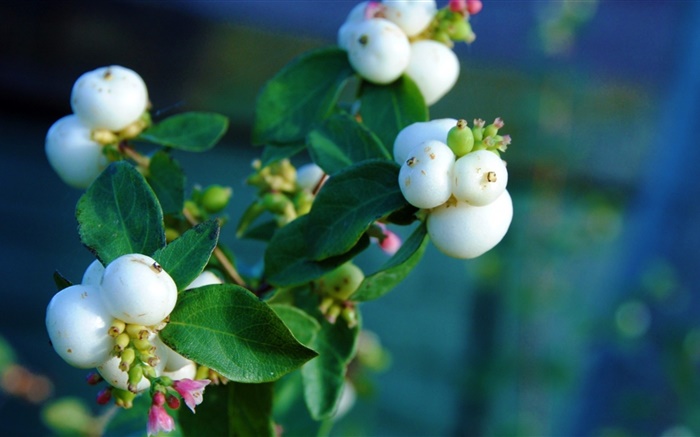 Белые ягоды, листья, ветви, боке обои,s изображение