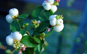 Белые ягоды, листья, ветви, боке HD обои