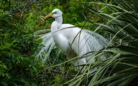 Белая птица, цапли, зеленая трава HD обои