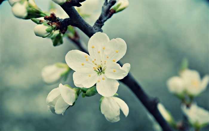 Белые вишни цветы, лепестки, весна, цветение обои,s изображение