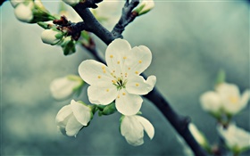 Белые вишни цветы, лепестки, весна, цветение HD обои