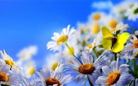 Белые цветы ромашки, бабочки, голубое небо