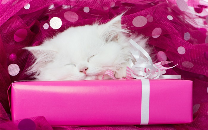 Белый котенок спит, подарки обои,s изображение