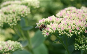 Белые маленькие цветы, пчелы, насекомые, боке