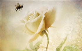 Белая роза, пчела, текстура HD обои