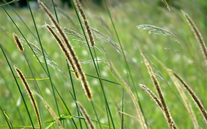 Дикая трава, боке обои,s изображение