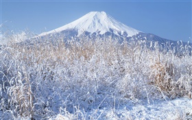 Зима, трава, снег, гора Фудзи, Япония HD обои