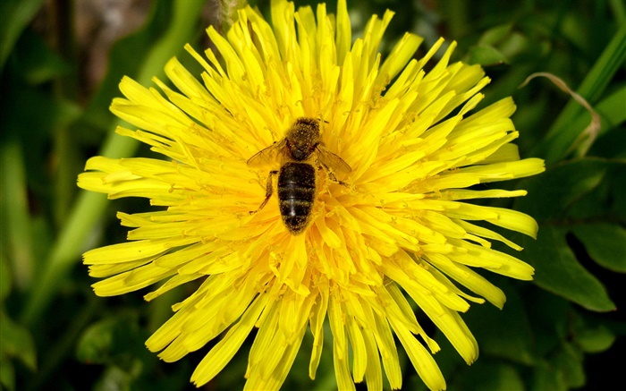 Желтые хризантемы и пчелы обои,s изображение