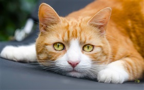 Желтые глаза кошки хотят спать HD обои