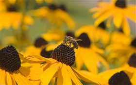 Желтые цветы, черный пестик, пчела