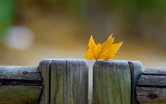 Желтый лист, забор, осень обои,s изображение