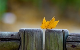 Желтый лист, забор, осень