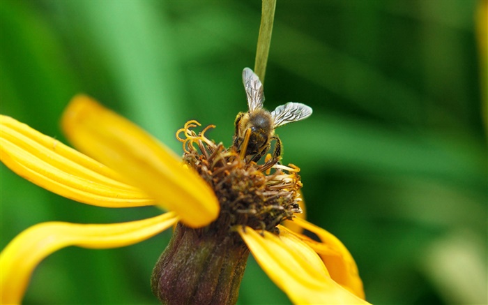 Желтые лепестки цветка, пчела, зеленый фон обои,s изображение
