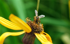 Желтые лепестки цветка, пчела, зеленый фон