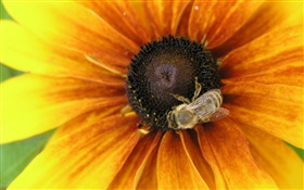 Желтые лепестки цветка, пчела, насекомое HD обои
