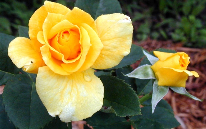 Желтые розы цветы обои,s изображение