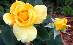 Желтые розы цветы HD обои