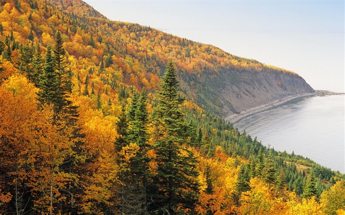Осень, горы, лес, деревья, берег, море обои,s изображение