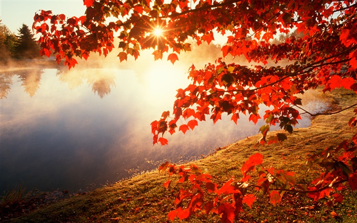 Осень, красные листья, клен, река, солнечные лучи обои,s изображение