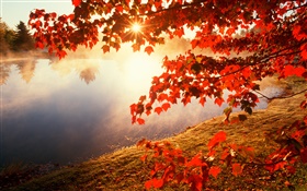 Осень, красные листья, клен, река, солнечные лучи HD обои
