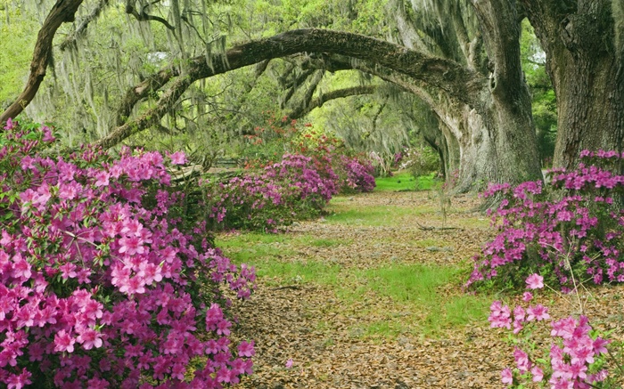 Азалии, деревья, трава, аллея, Южная Каролина, США обои,s изображение