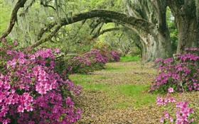 Азалии, деревья, трава, аллея, Южная Каролина, США HD обои