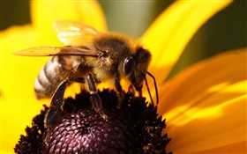 Пчела крупным планом, желтый лепестки цветка