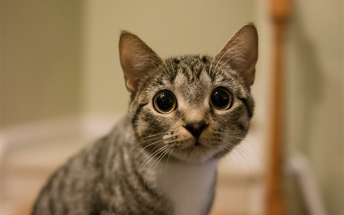 Большие глаза кошки взгляд обои,s изображение