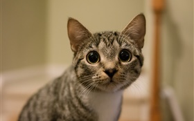 Большие глаза кошки взгляд HD обои