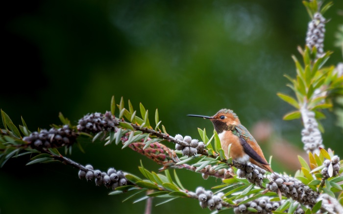 Птица крупным планом, веточки, ягоды обои,s изображение